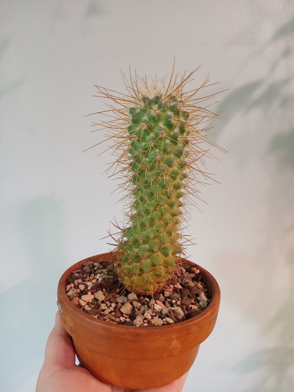 Cactus